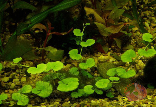 Cây Rau Má Thái có tên khoa học là Hydrocotyle vulgaris, là dòng cây thủy sinh tương đối đặc biệt người ta có thể dùng Cây Rau Má Thái trồng trên cạn cũng được hoặc dưới nước thường nó được chọn làm cây tiền cảnh trong hồ thủy sinh.